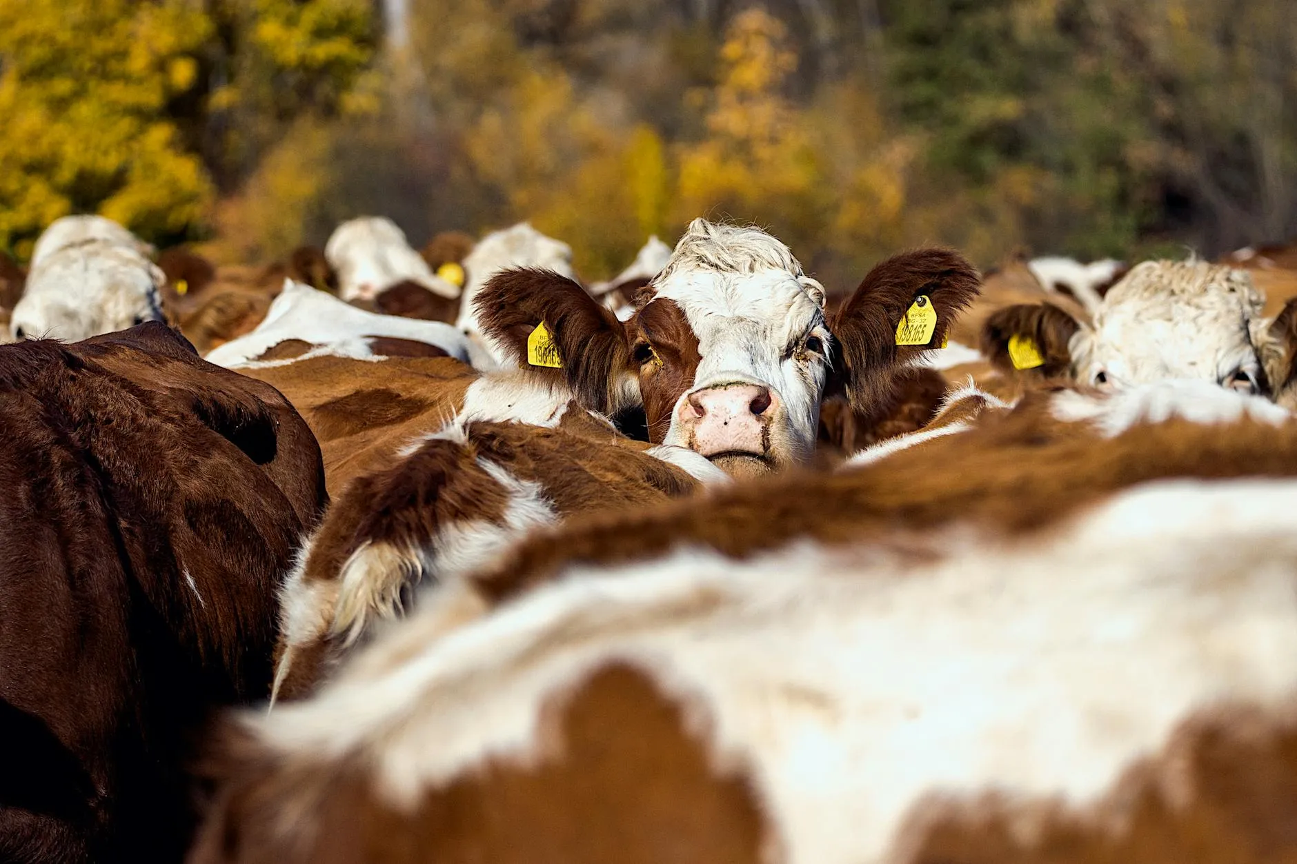 Close-up of a herd of cattle with autumn foliage in the background on a farm.