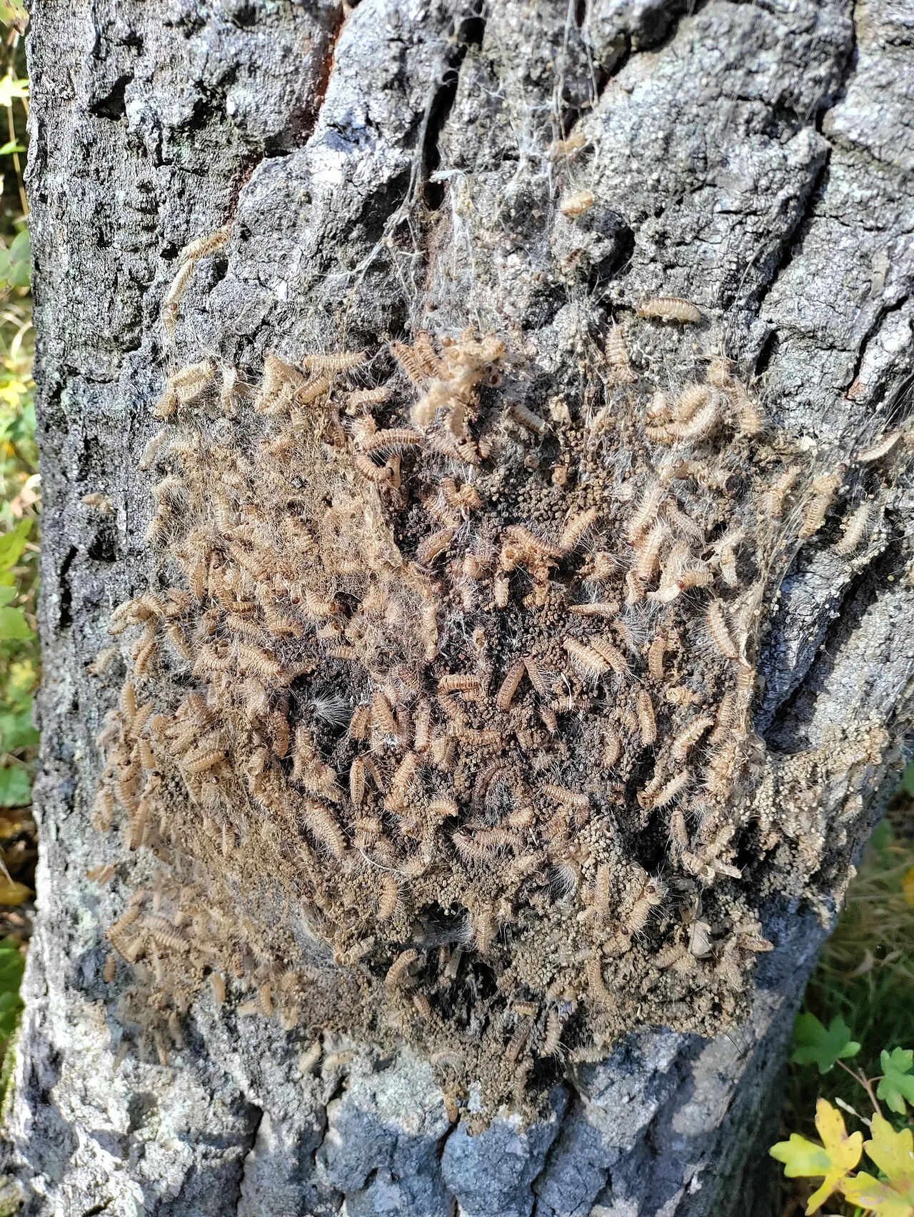 En oak processionary (Thaumetopoea processionea) ses i naturen. Billedet fremhæver arten og dens karakteristiske adfærd i en procession.
