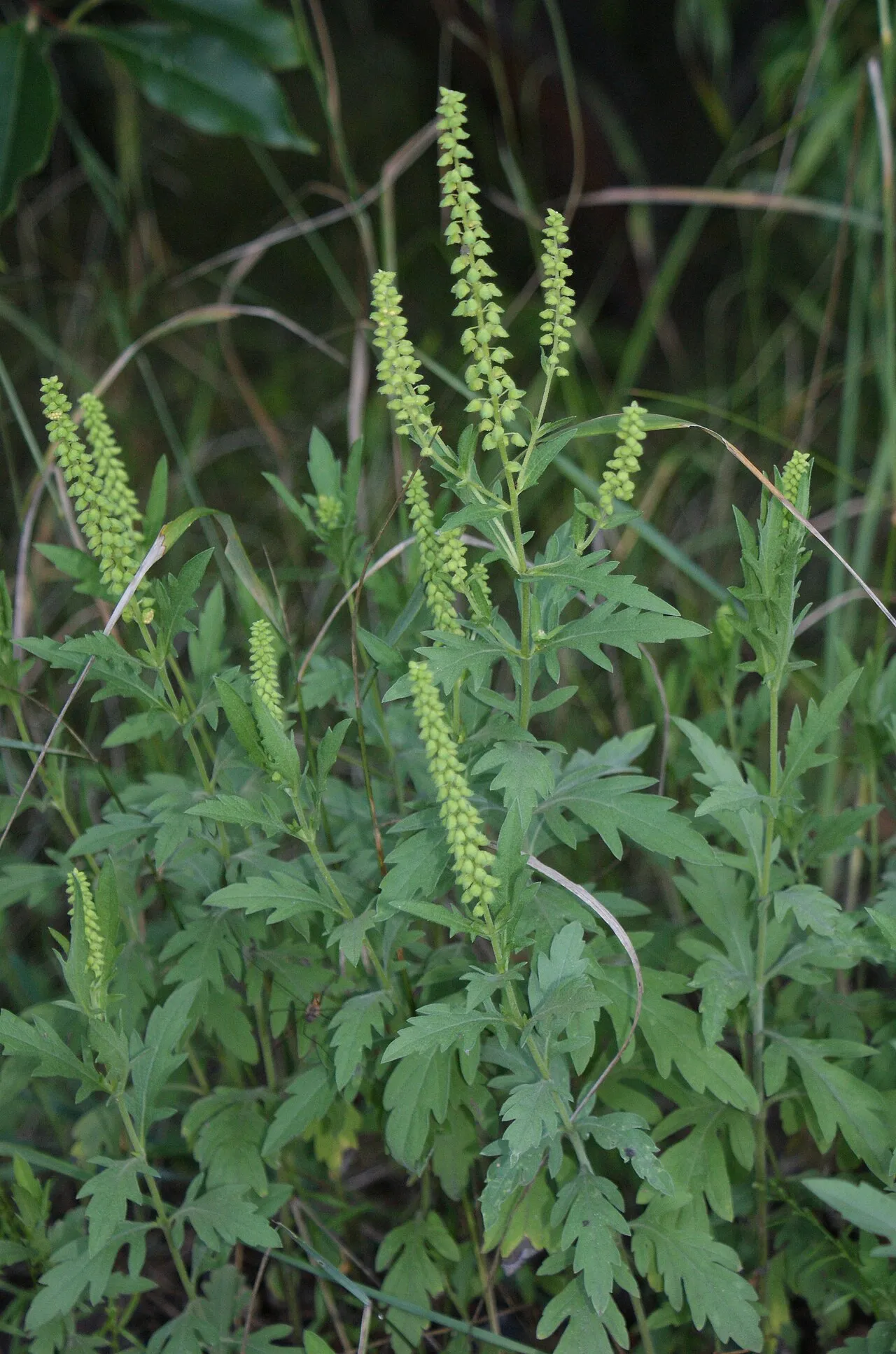 Ambrosia psilostachya ses her i Szczecin Dąbie i Polen. Billedet fremhæver plantens karakteristiske blomsterstand.