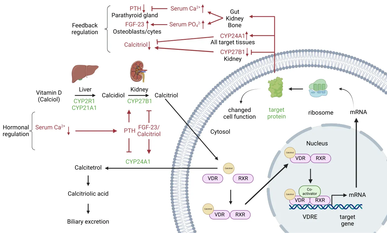 Et detaljeret diagram, der viser, hvordan vitamin D understøtter calciumoptagelse og knoglesundhed. Illustrationen forklarer mekanismen bag vitamin D’s virkning i kroppen.