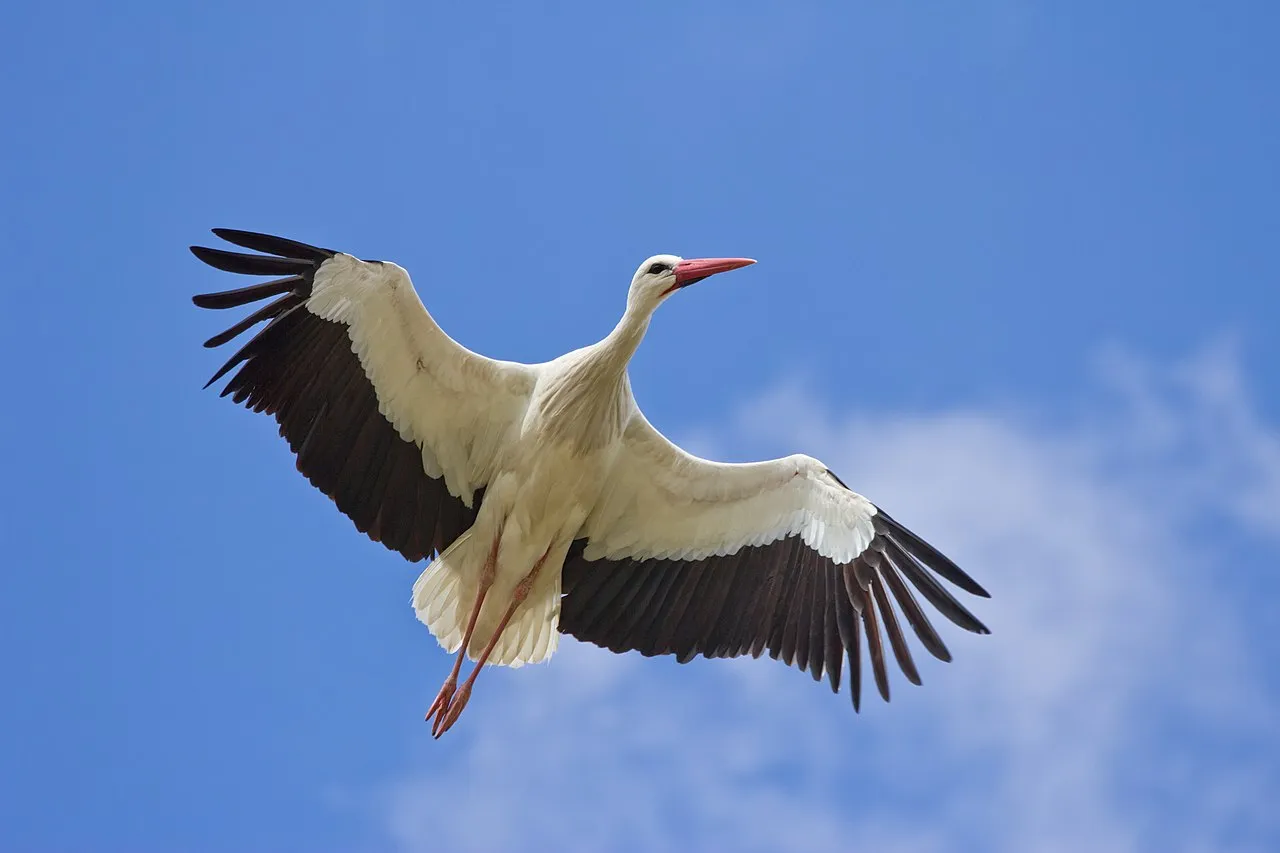 En hvid stork ses i Madrid, Spanien. Billedet viser fuglen i naturligt miljø.