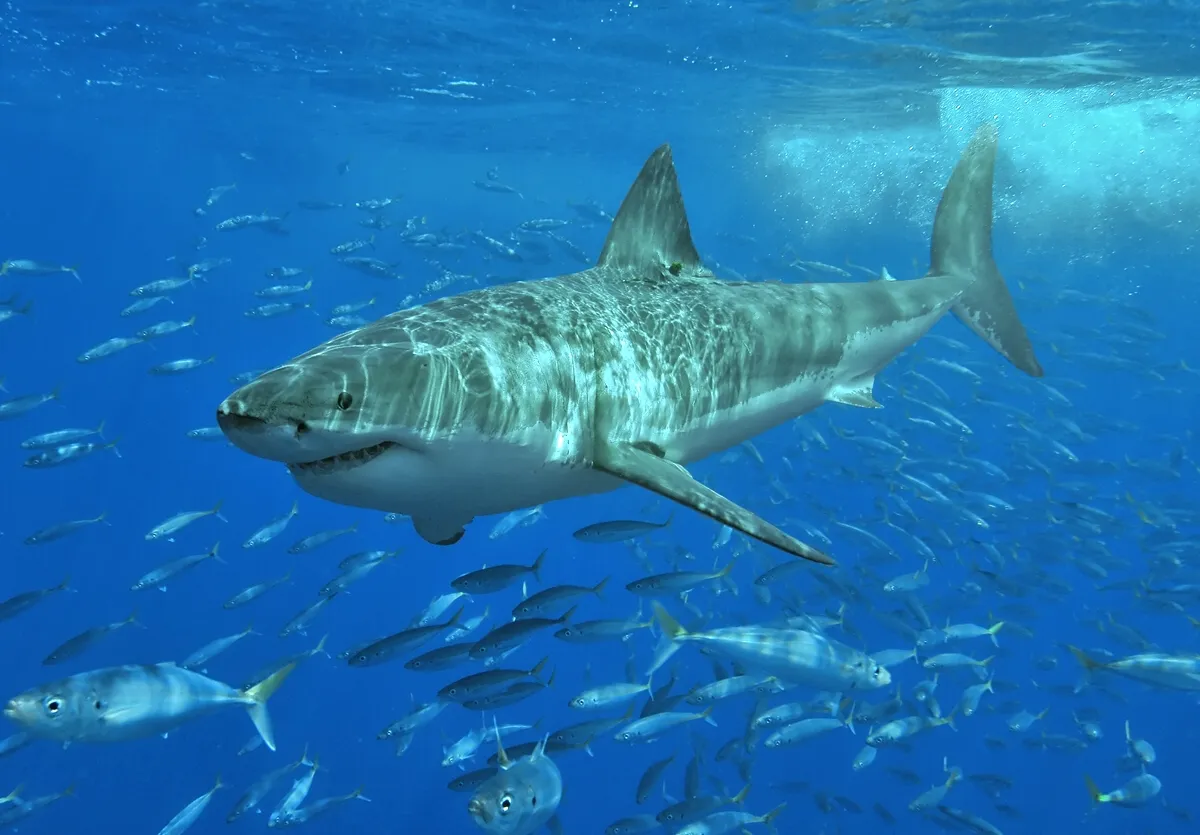 En stor hvidhaj ses i naturligt lys ved Isla Guadalupe, Mexico. Billedet er taget i havet og viser hajen tæt på overfladen.