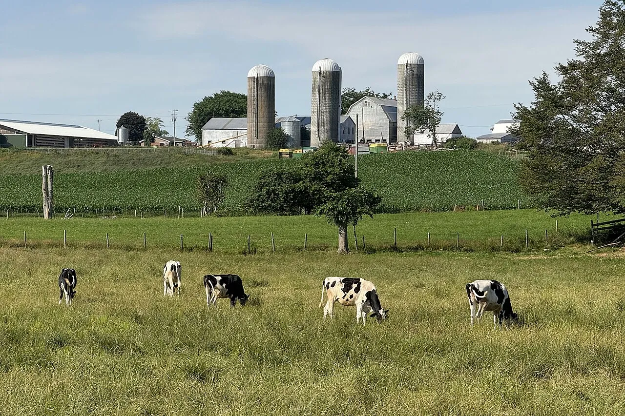 Holstein-malkekvæg græsser nær Pictou i Nova Scotia. Billedet viser kvæg i et naturligt græsningsmiljø.