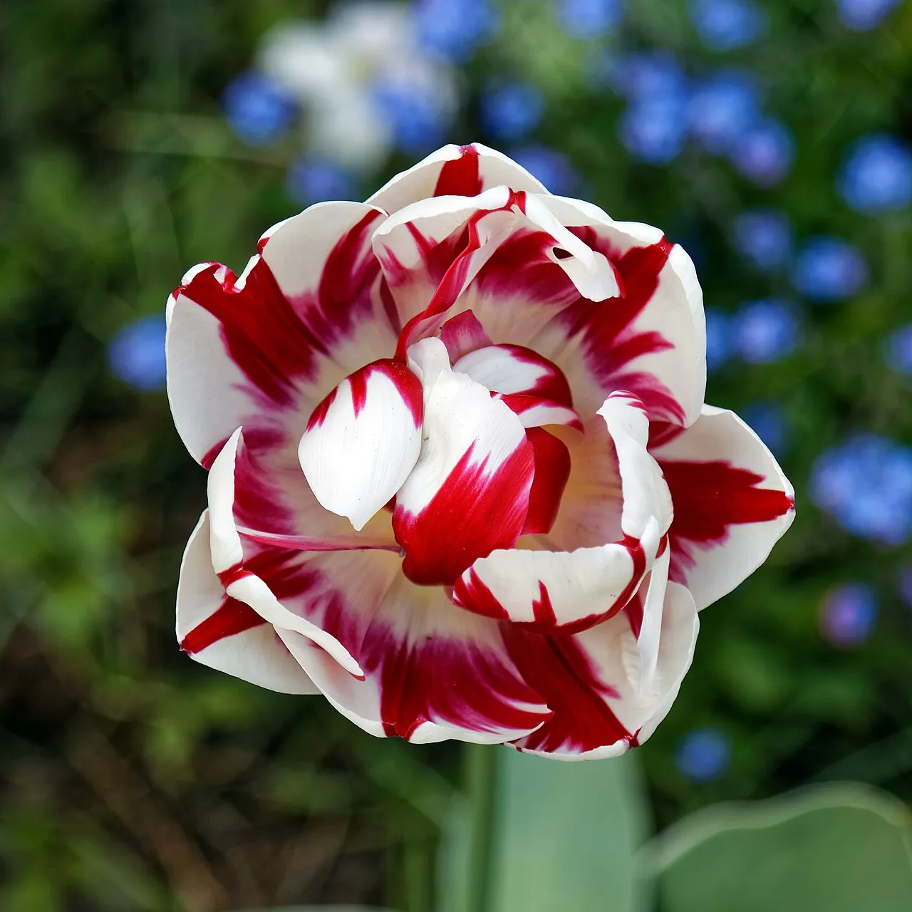 En rød og hvid tulipan i Myddelton House’ haveanlæg i Enfield, London. Fotoet fremhæver blomstens farver og detaljer.