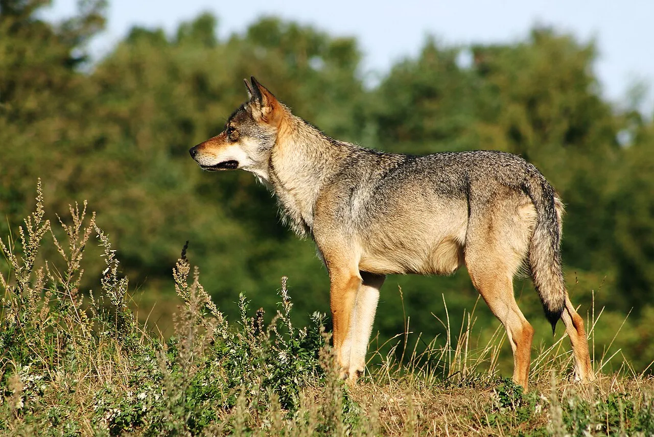 Skandinavisk grå ulv (Canis lupus) fotograferet ved Skandinavisk Dyrepark i Djursland, Danmark. Ulven ses i et naturligt, udendørs miljø.