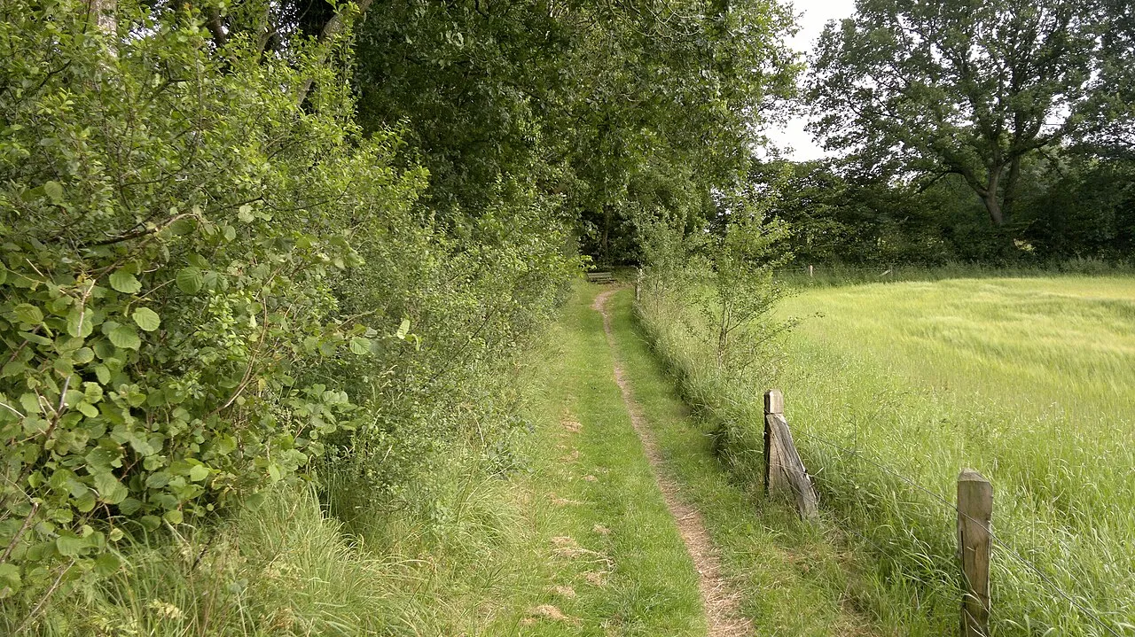Trægrænsen langs grænsen mellem Danmark og Tyskland ses tydeligt, hvor træerne står på den tyske side. Billedet illustrerer grænselandskabets rolige og naturlige afgrænsning.