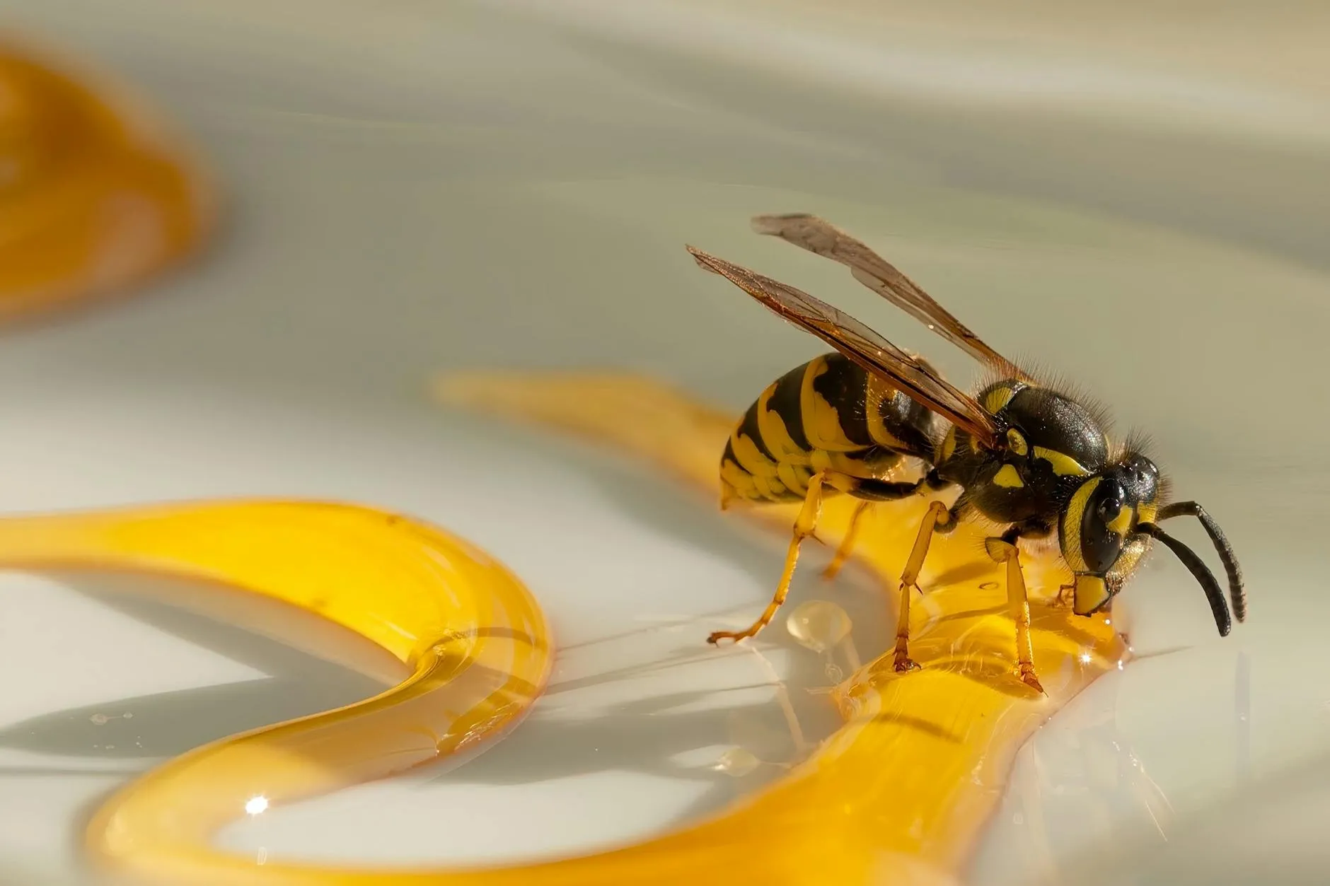 Et tæt makrobillede af en almindelig hveps (Vespula vulgaris) på en blank honningoverflade. Hvepsens detaljer og tekstur fremstår skarpt mod den glinsende baggrund.