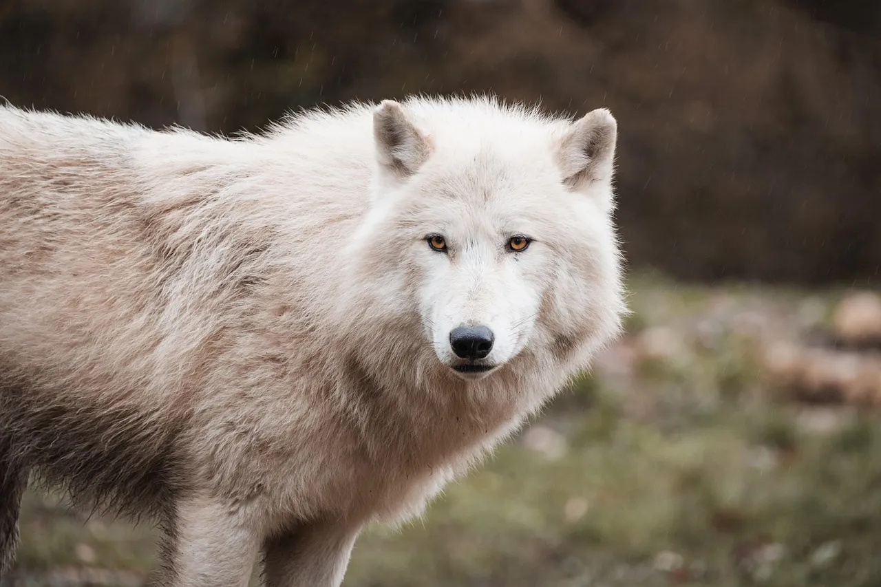 En arktisk ulv i sin naturlige habitat, omgivet af sne og is. Ulven er en majestætisk og frygtindgydende predator.