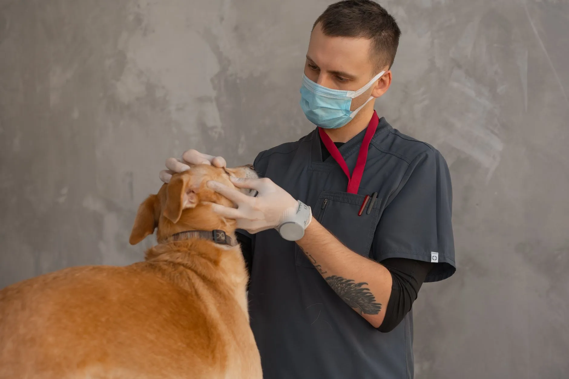 En professionel dyrlæge i maske undersøger en hund under et tjek. Billedet formidler tryghed og faglighed i forbindelse med dyresundhed.