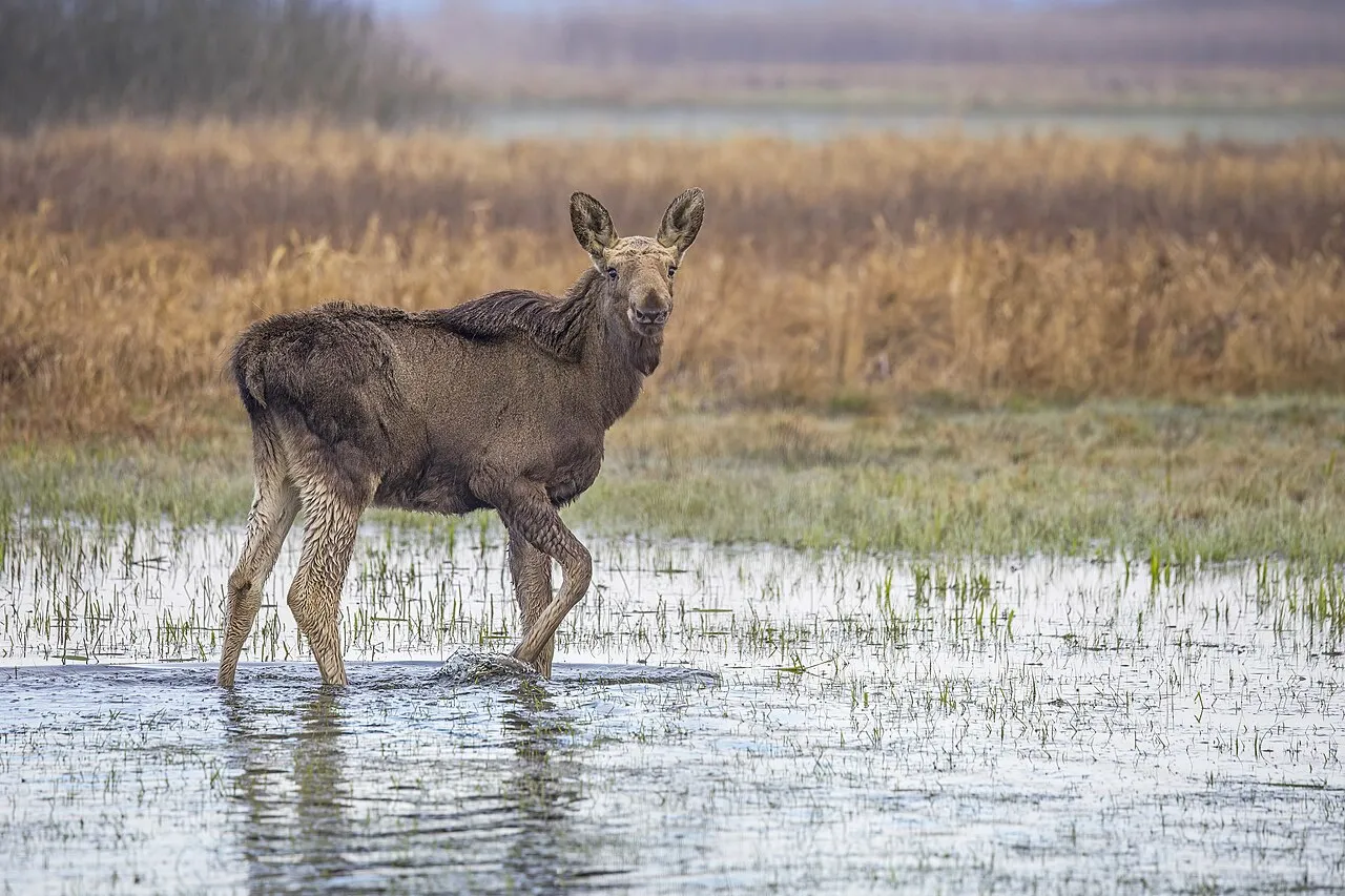 En elgkalv (Alces alces) i Biebrzański Park Narodowy i Polen. Billedet indfanger den unge elg i naturlige omgivelser.