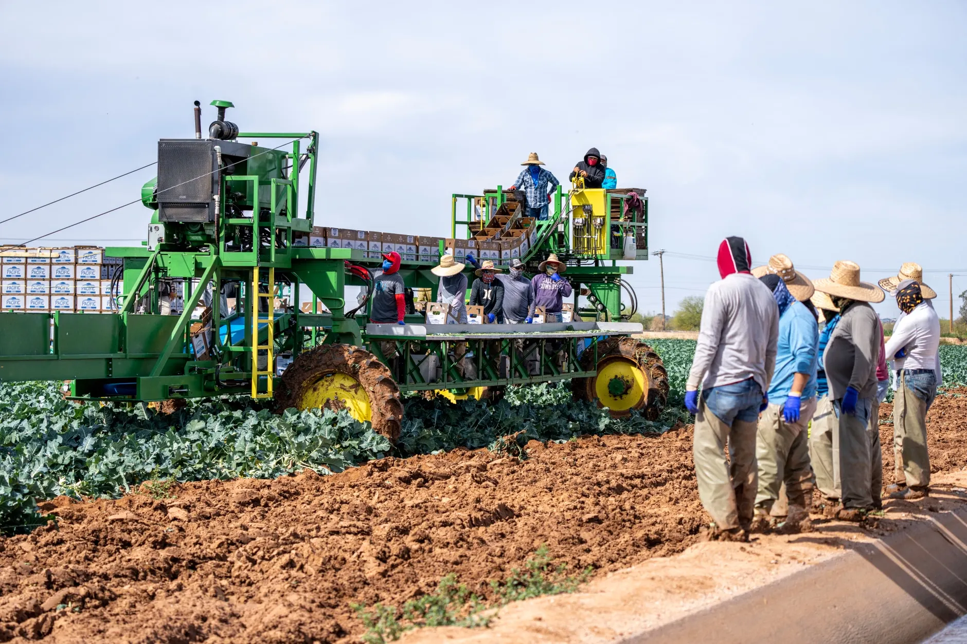 Farm workers bruger en mejetærsker til at høste afgrøder på en solrig dag. Scenen viser moderne landbrug og effektiv høst i marken.