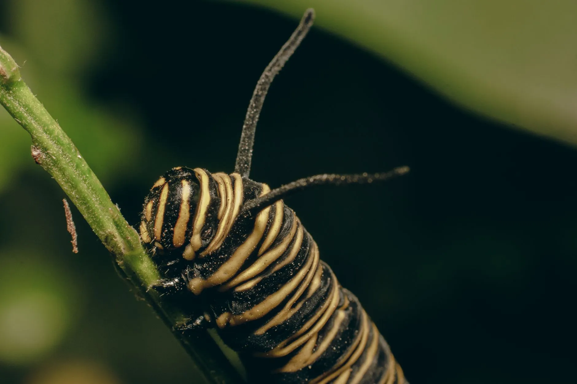 Et detaljeret makrobillede af en monarklarve på en grøn bladstilk. Fotoet fremhæver larvens mønstre og naturens fine detaljer.