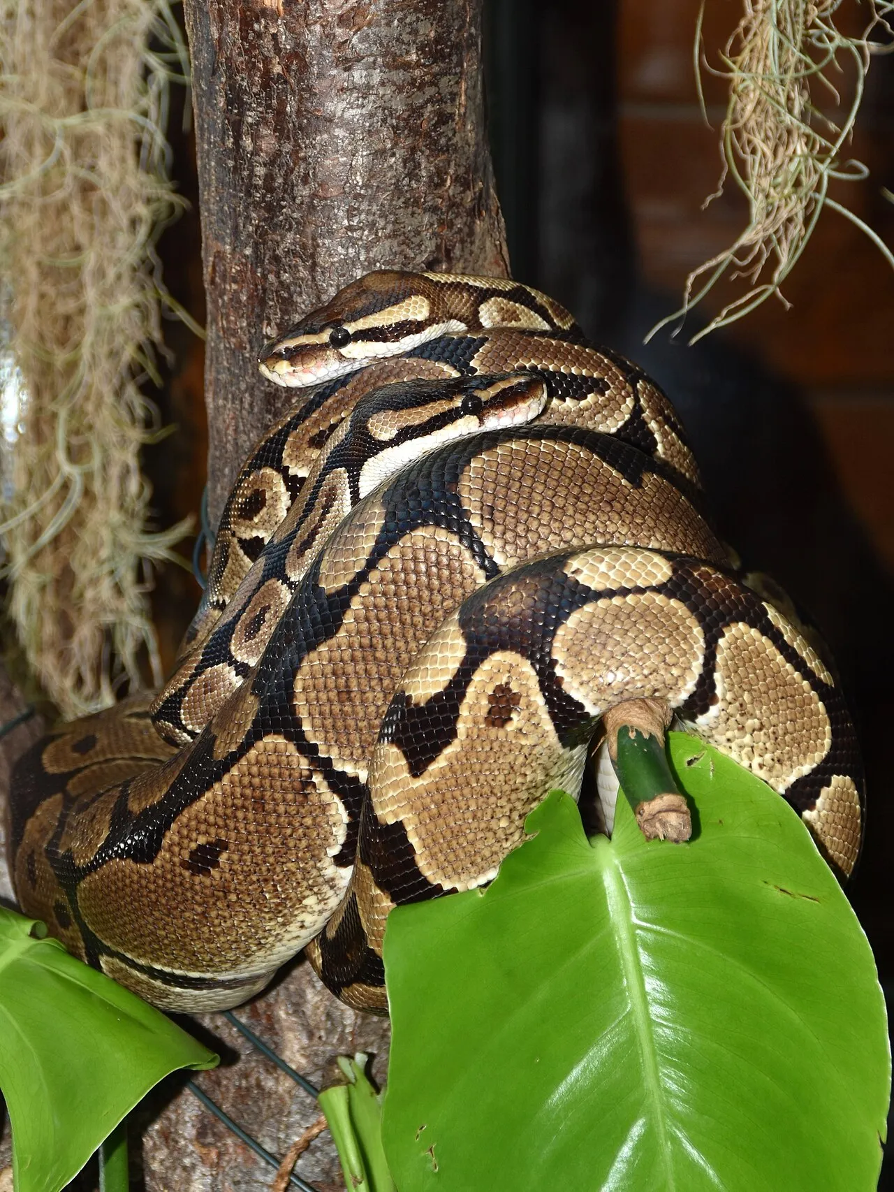 Et nærbillede af en royal python (Python regius). Slangen ses i et roligt, udstillingspræget miljø.