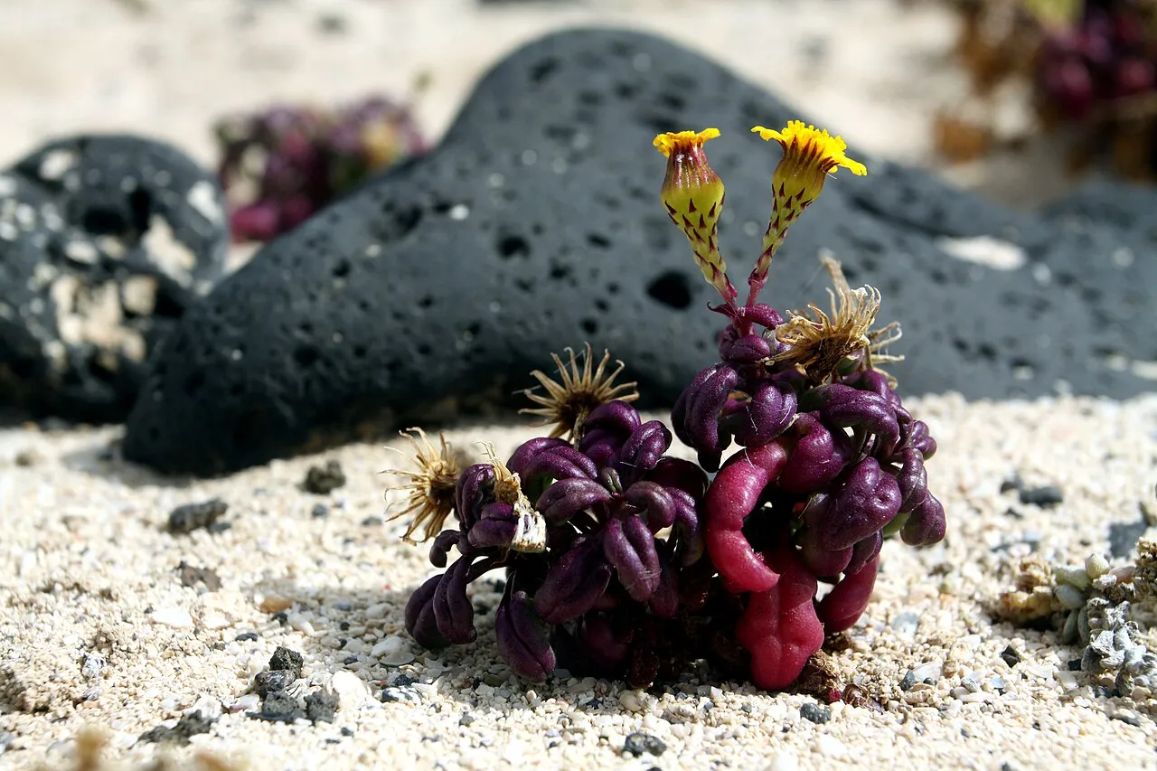 En plante af arten Senecio leucanthemifolius vokser tæt ved strandkanten nær Órzola på Lanzarote. Billedet viser den kystnære natur på De Kanariske Øer.