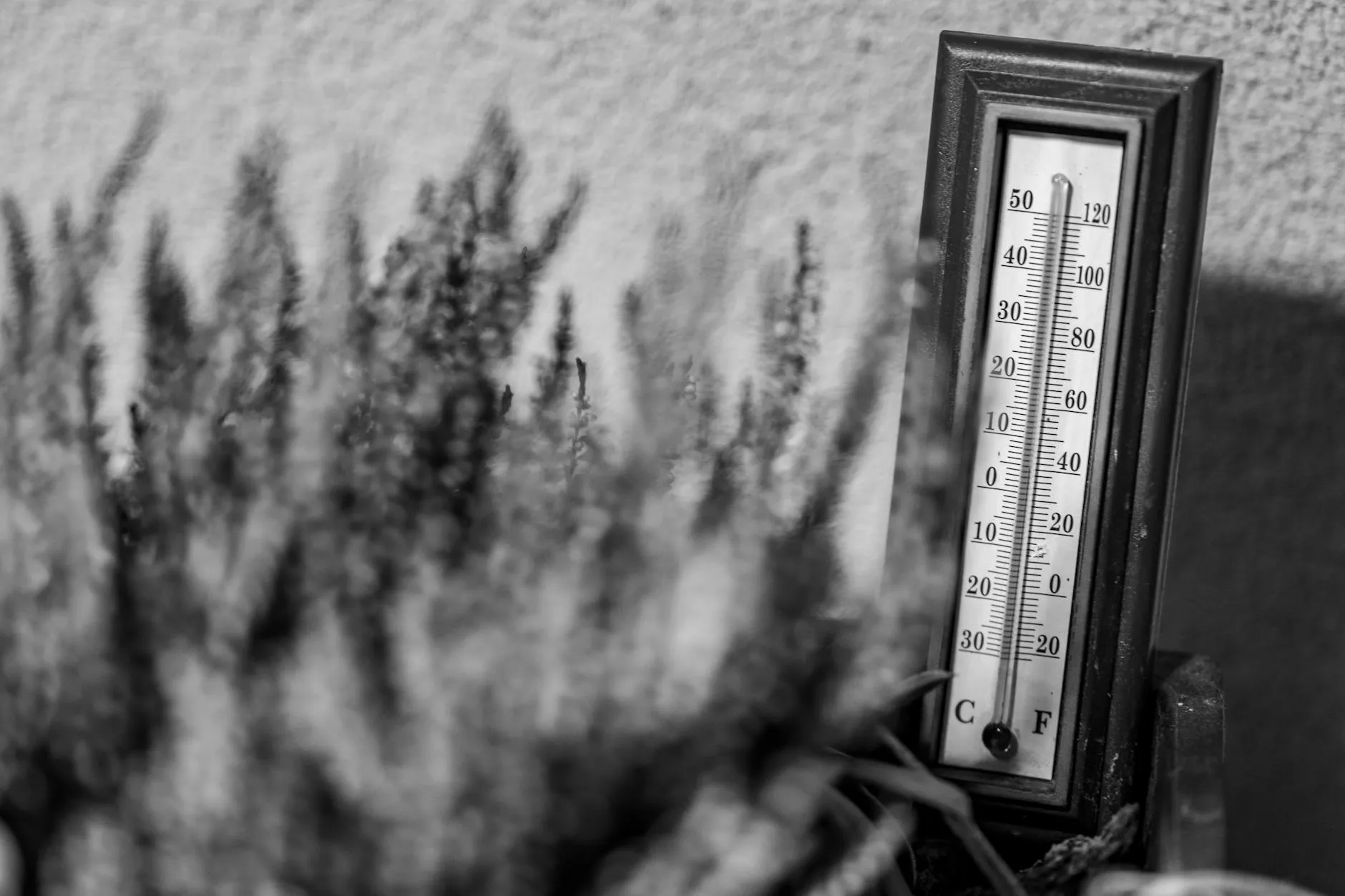 Et termometer ses i sort/hvid ved siden af slørede planter udendørs. Stemningen understreger temperatur og vejrforhold.