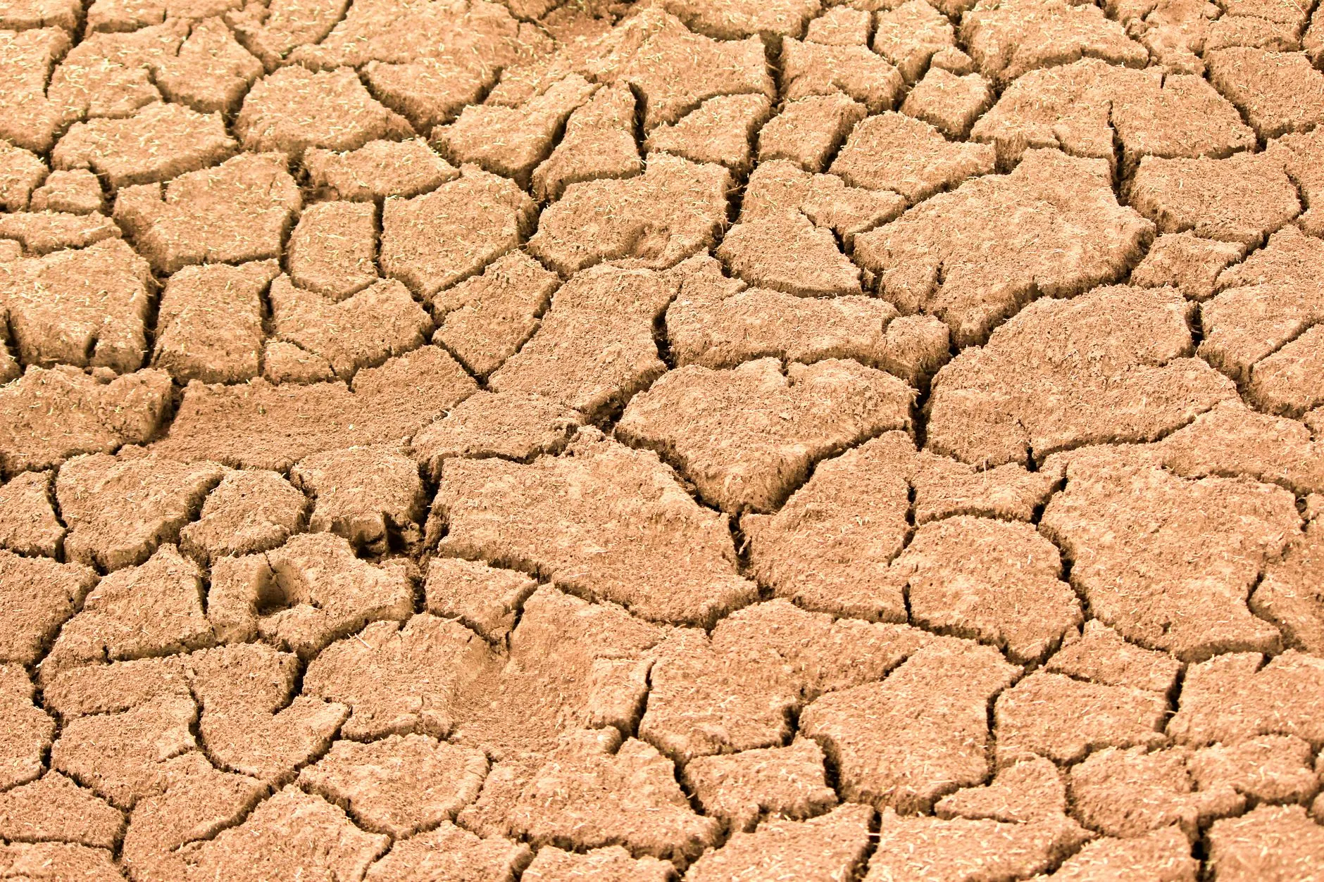 Et nærbillede af revnet, tør jord, der tydeligt viser virkningerne af ekstrem tørke. Fotoet illustrerer alvorlige konsekvenser af klimaforandringer.