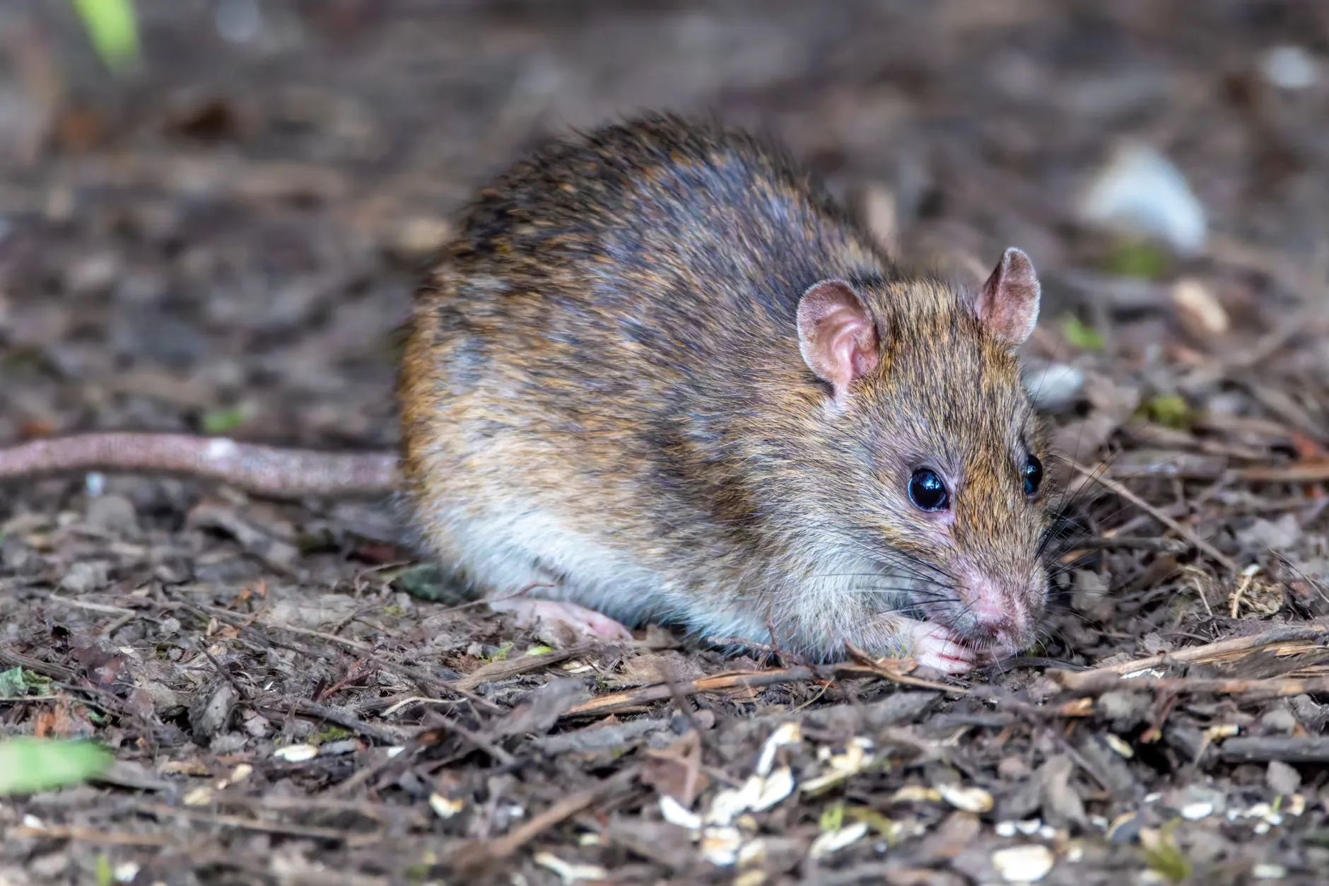 En detaljeret nærbillede af en brun rotte, der søger føde i en skov, viser dens naturlige omgivelser. Billedet er taget i naturligt lys og viser rottens adfærd på en realistisk måde.