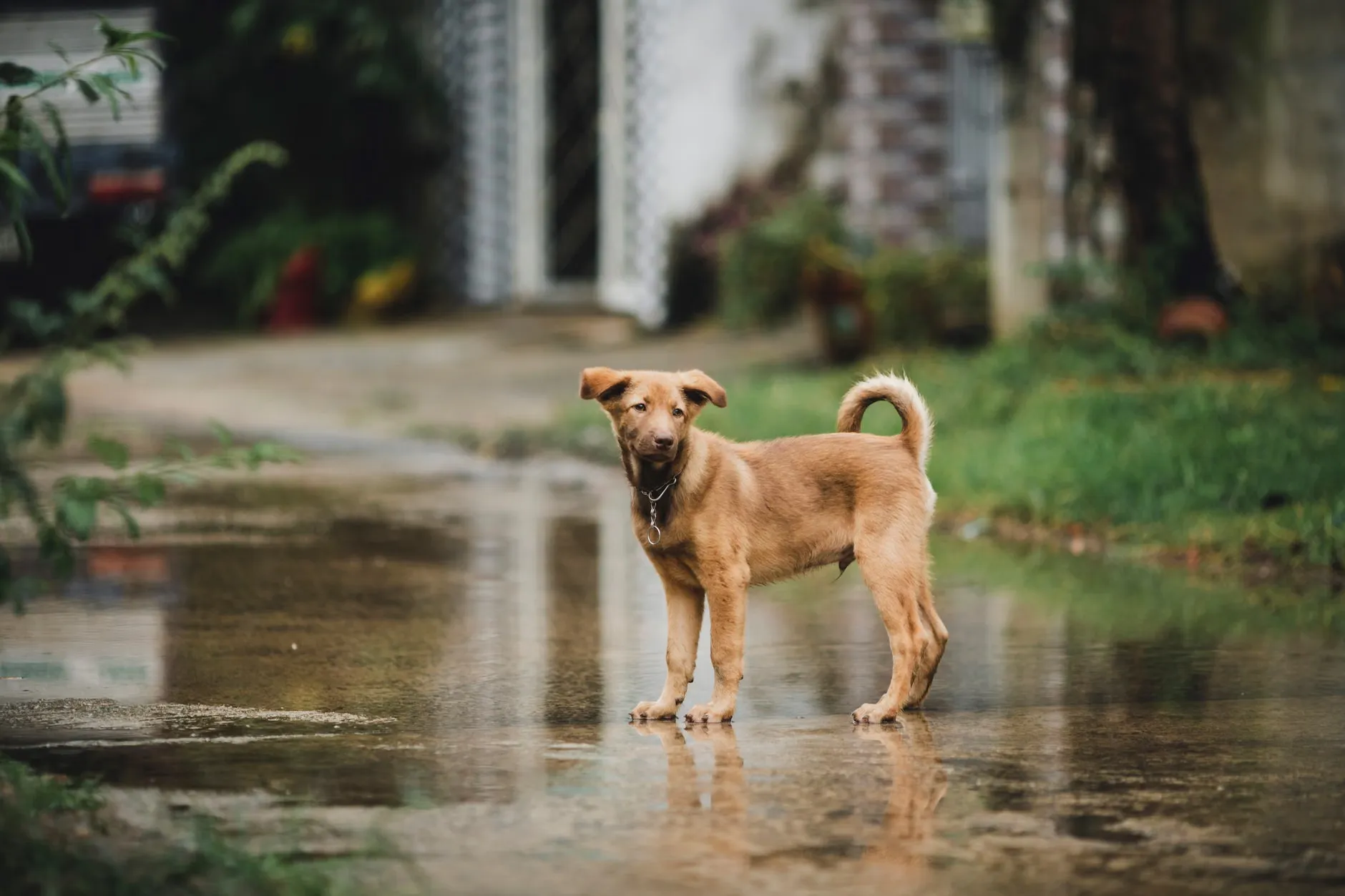Et levende billede af en brun hund, der står på en våd gade i Kon Tum, Vietnam, og reflekterer en livlig atmosfære. Billedet er taget af en fotograf, der har fanget hundens naturlige adfærd.