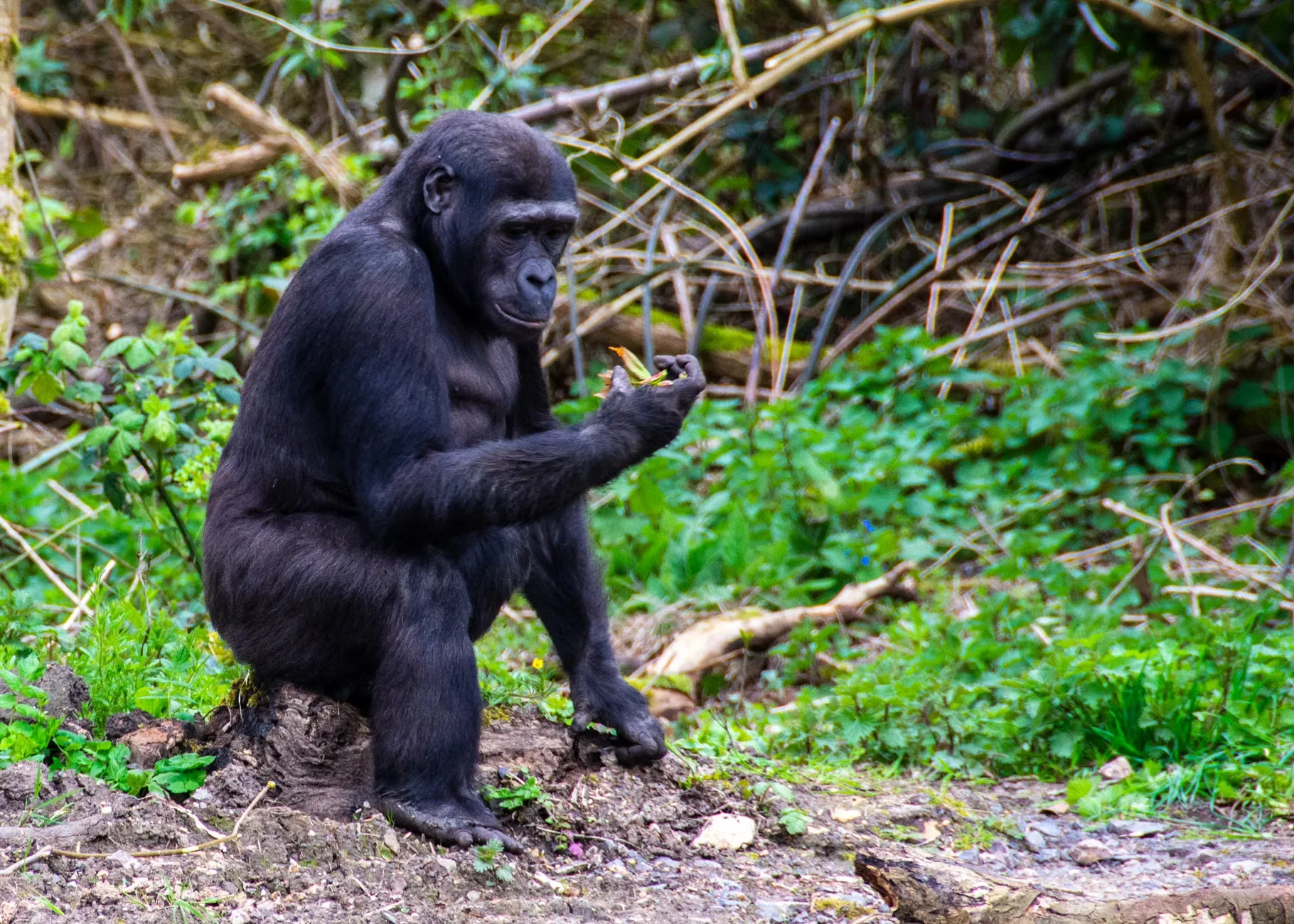 Et billede af en gorilla, der spiser i en frodig, grøn skov med naturlige omgivelser. Billedet viser gorillaens naturlige adfærd i dens habitat.
