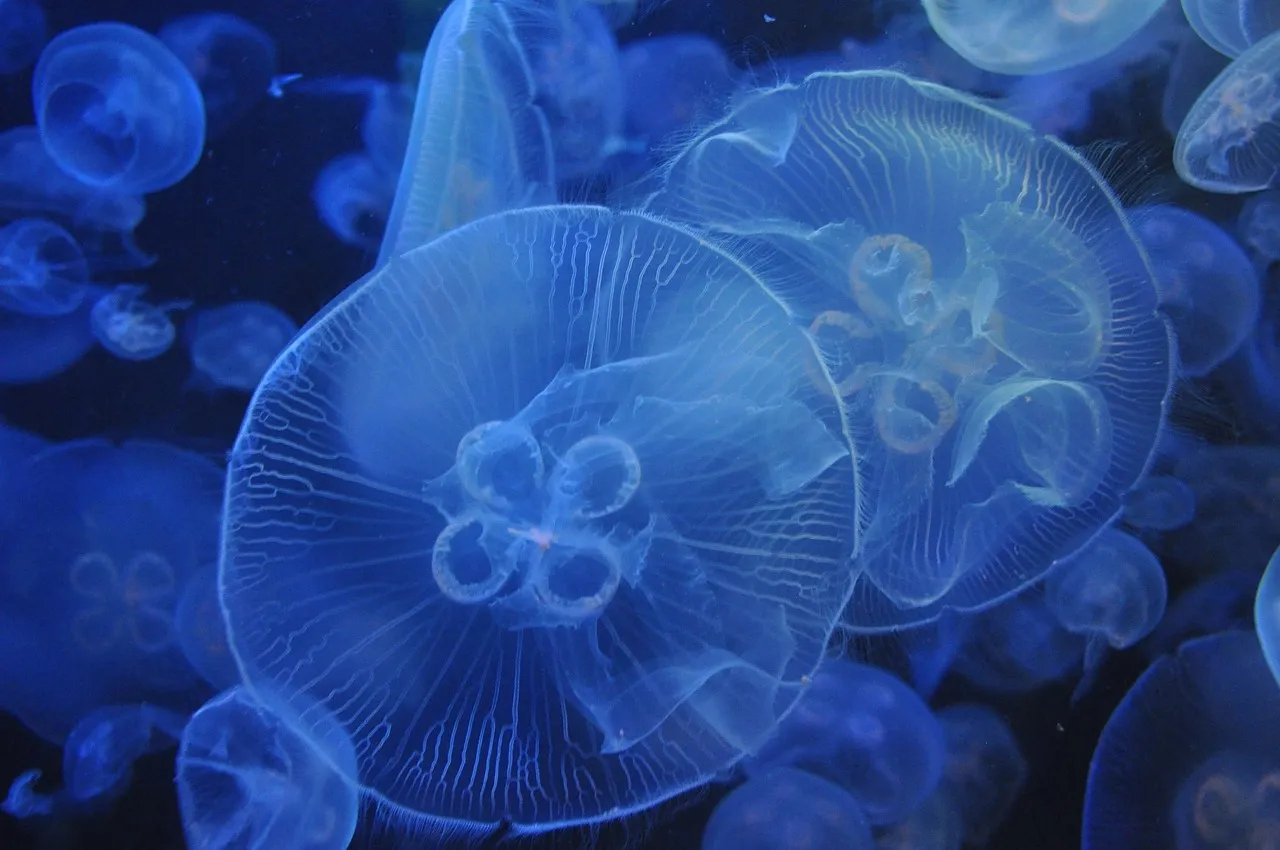 Et tæt billede af jellyfish i et akvarium, hvor de svæver i vandet. Billedet viser detaljerne af disse fascinerende dyr.