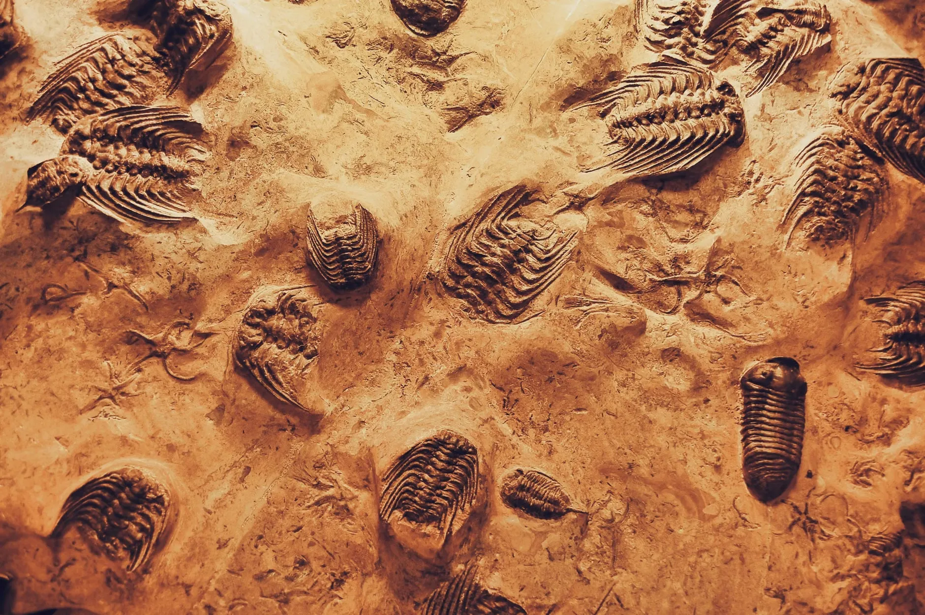 Detaljeret billede af trilobit-fossiler i sedimentær bjergart, der viser ancient marin liv.