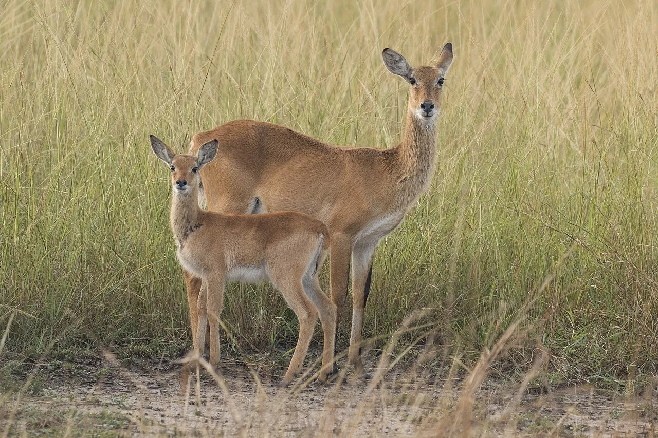 En ugandisk kob og dens kalv i Semliki Wildlife Reserve i Uganda. Ugandisk kob er en almindelig art i mange af Ugandas nationalparker.